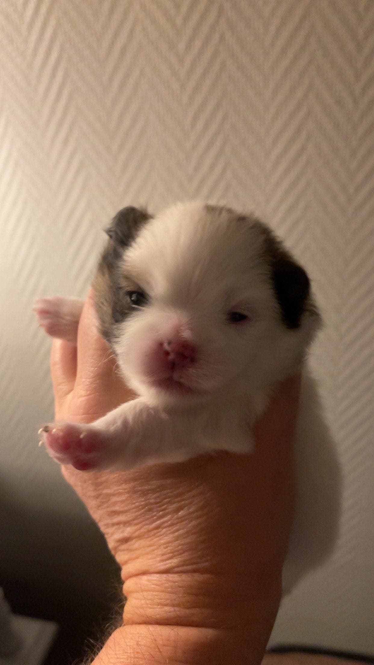 Pomeranian tispe NKK registrert