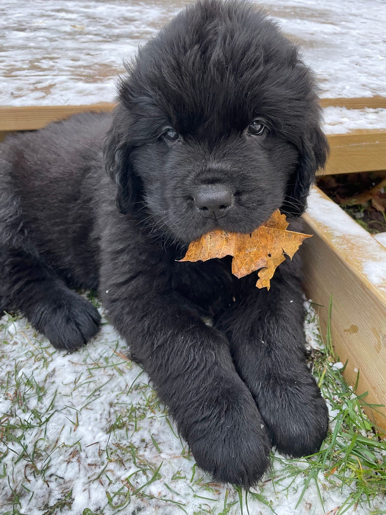 Newfoundlandshund valp (gutt) ledig til det rette hjem