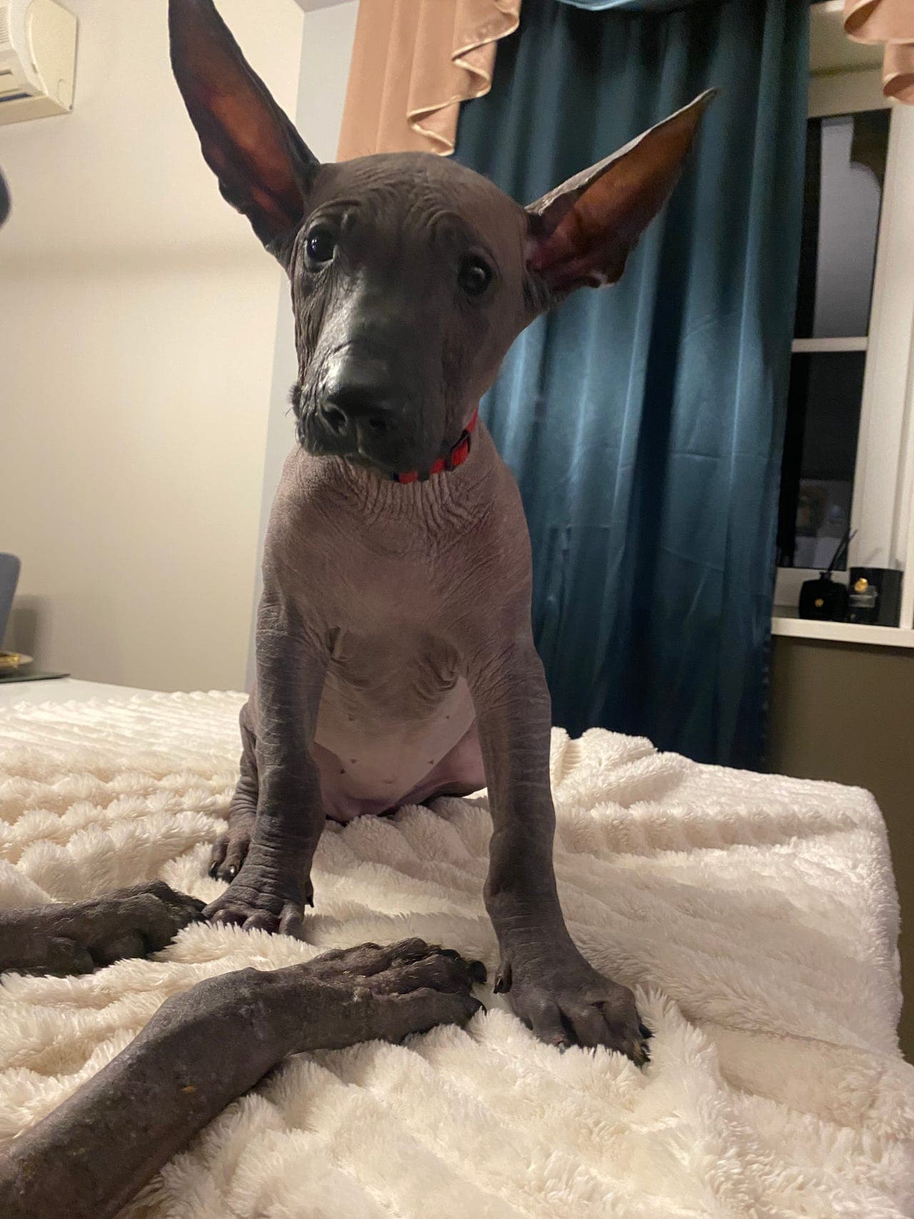 Xoloitzcuintle (stor)
