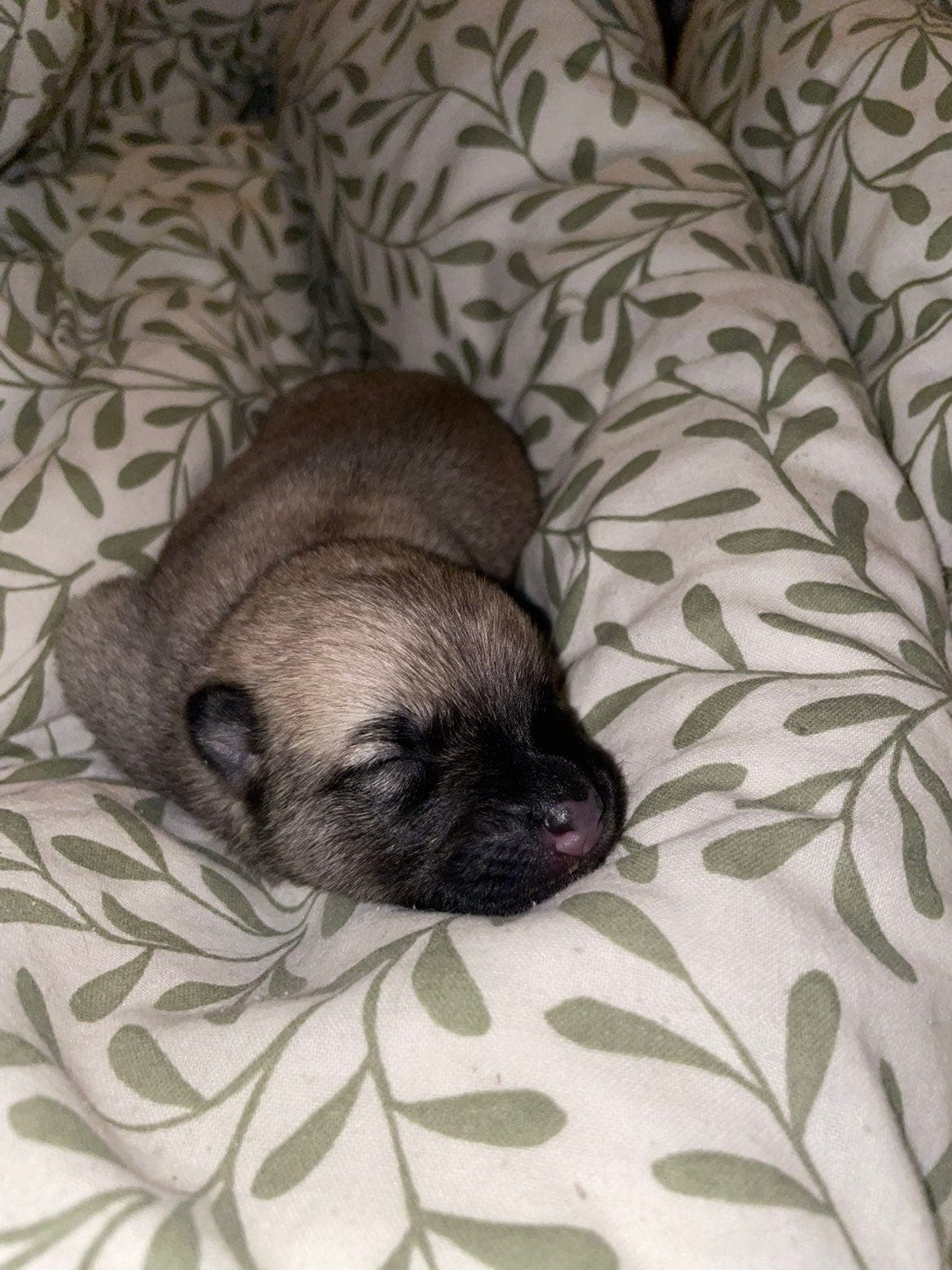 Norsk Buhund valper selges (sorte og blakke)