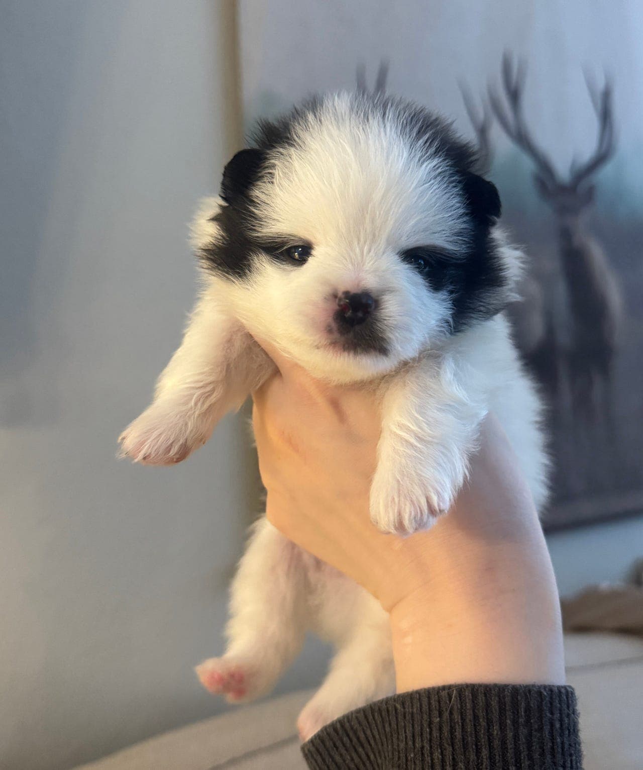 Pomeranian hannhund NKK registrert