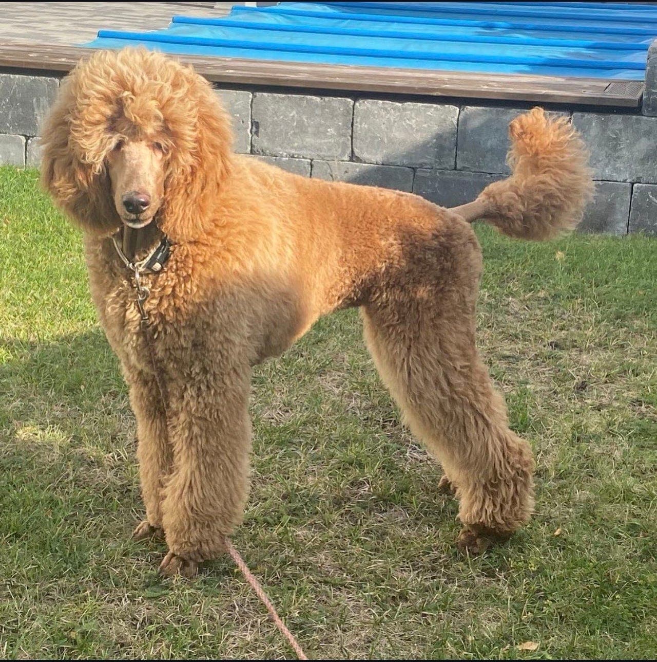 Storpuddelvalper, termin 23 desember!