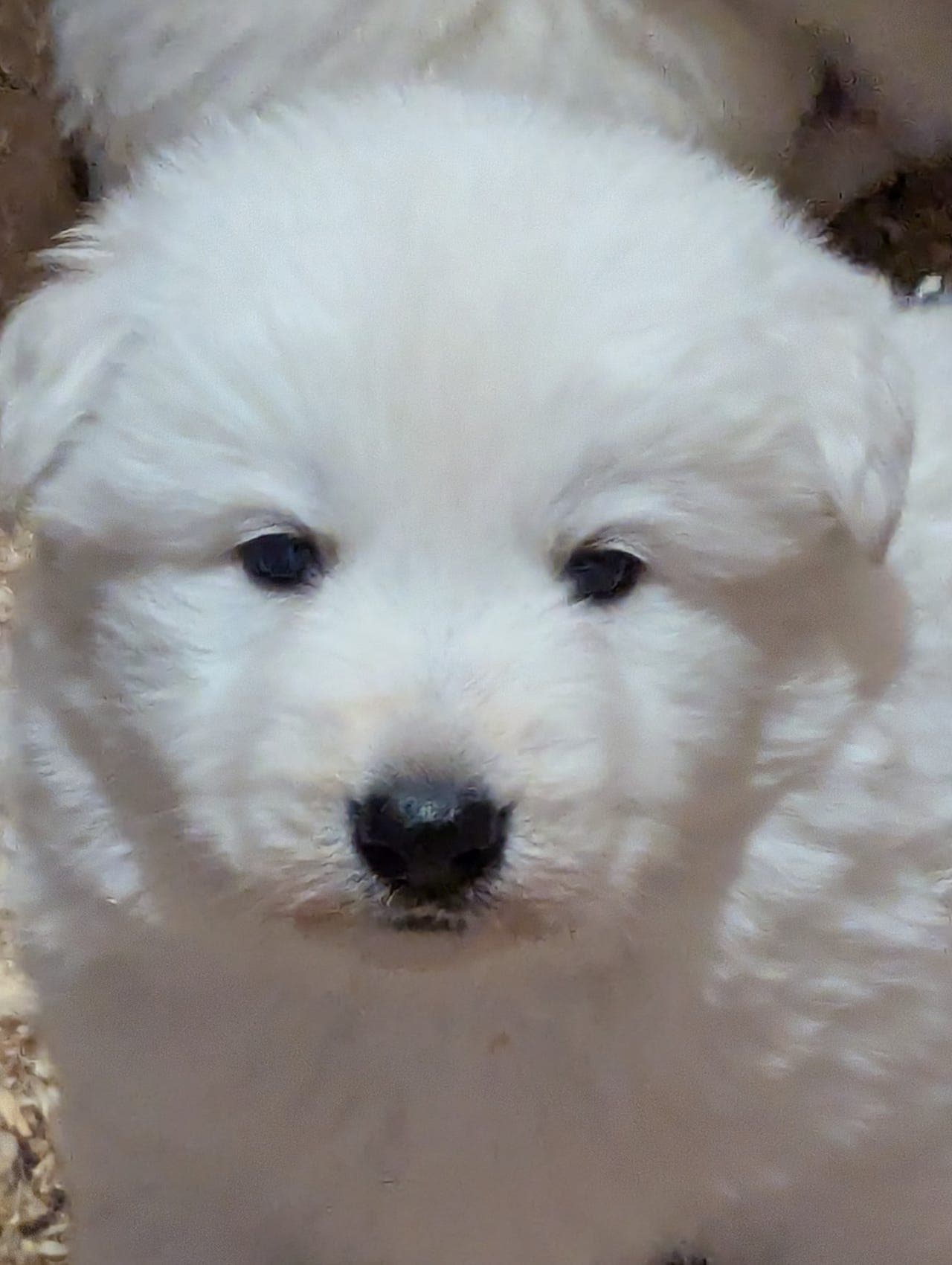 Hvit gjeterhund tispe, forvert.