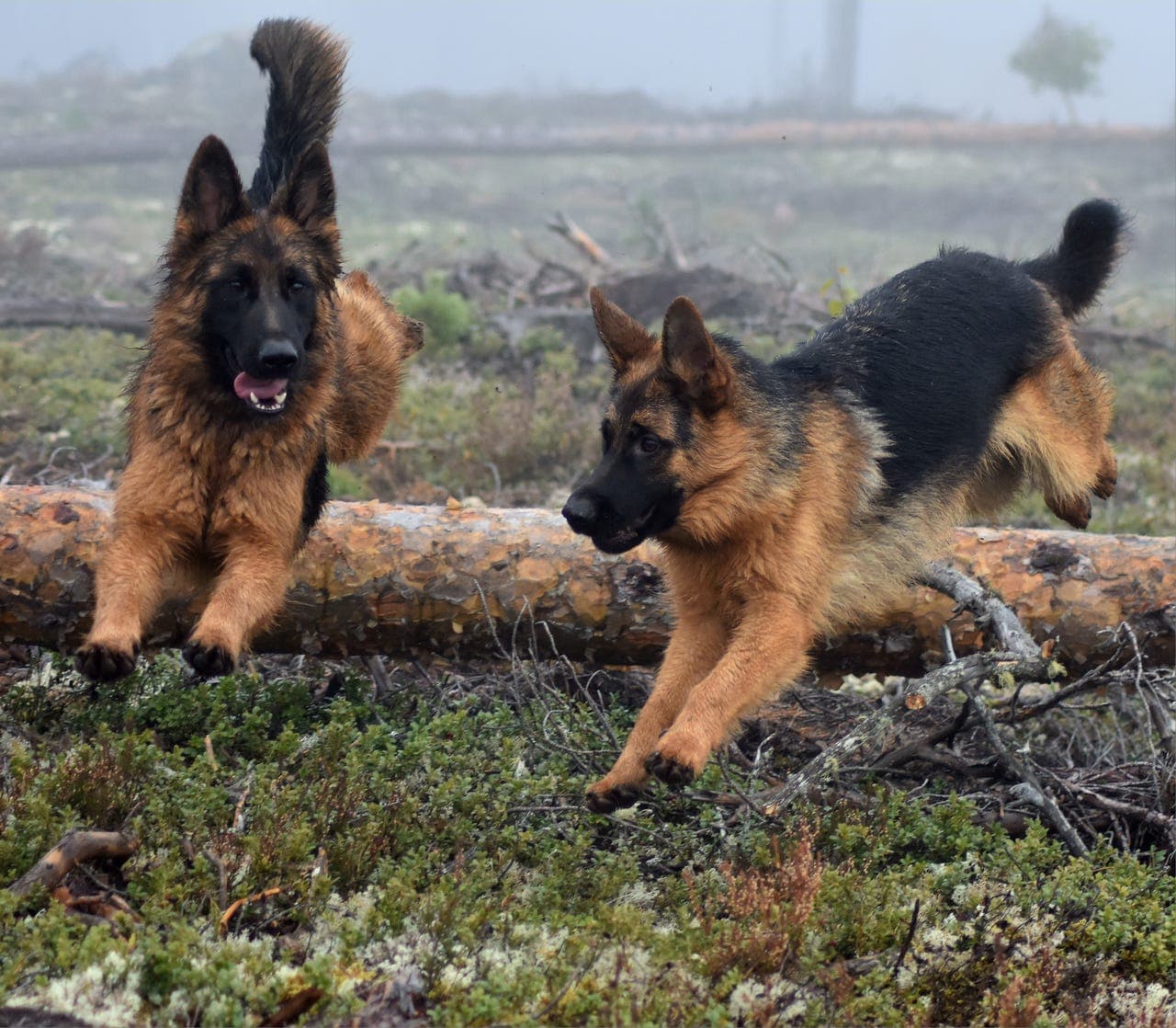 Schæfertispe langhår