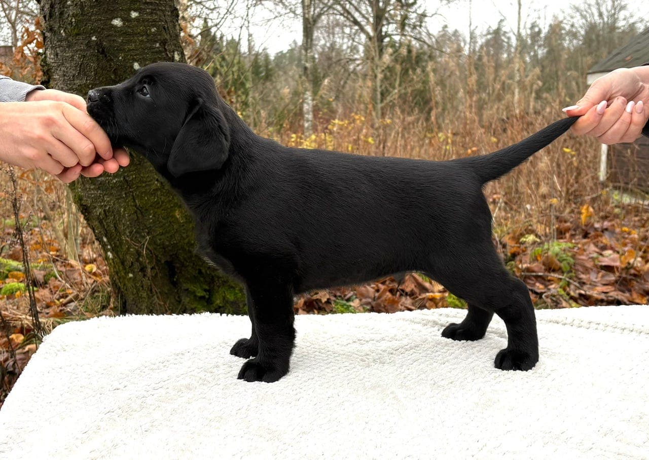 Labrador valp 11 uker