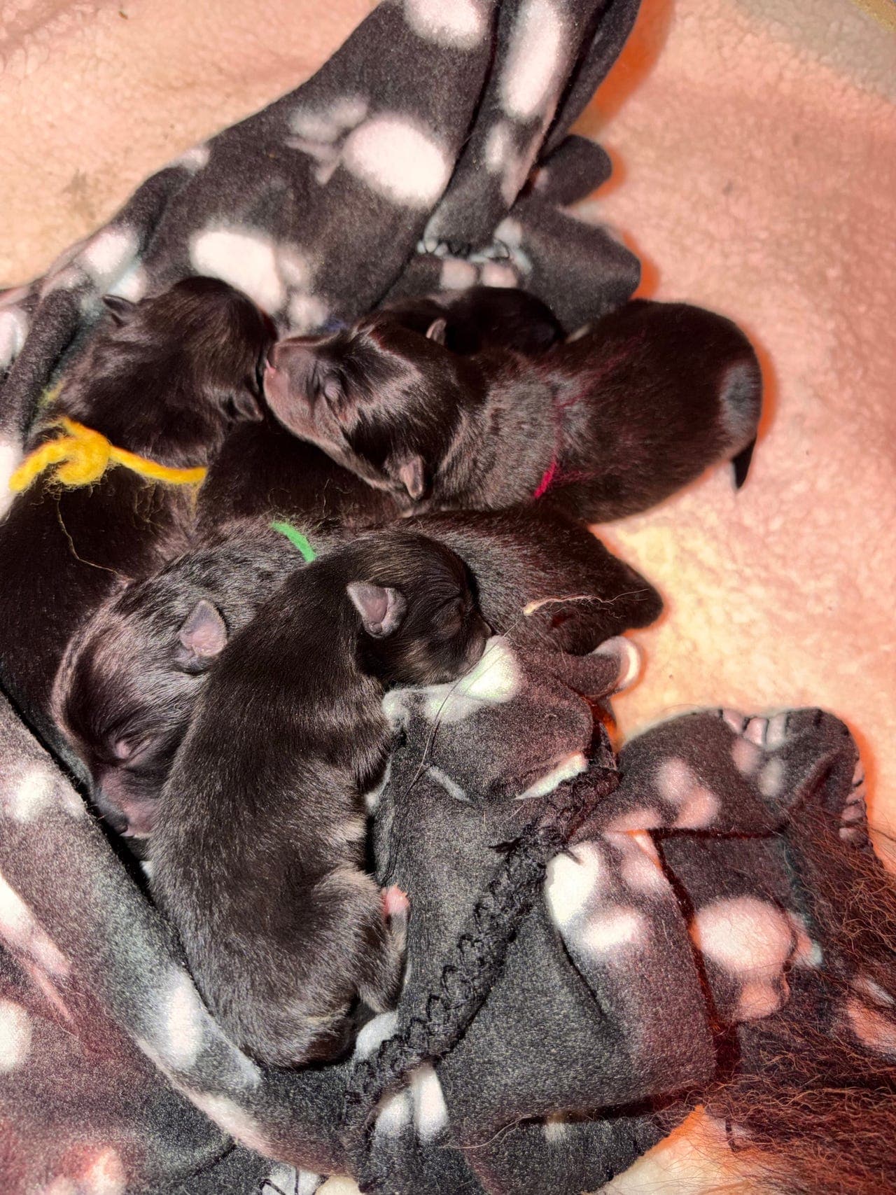 Finsk lapphund valper