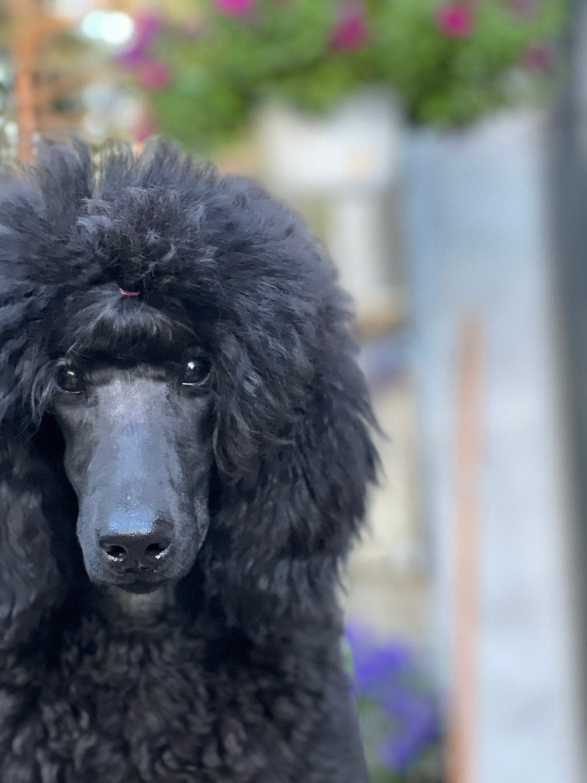 Stor Puddel valper/Kongepuddelvalper