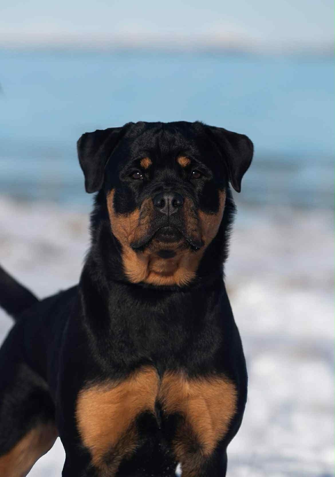Vakker Rottweilertispe
