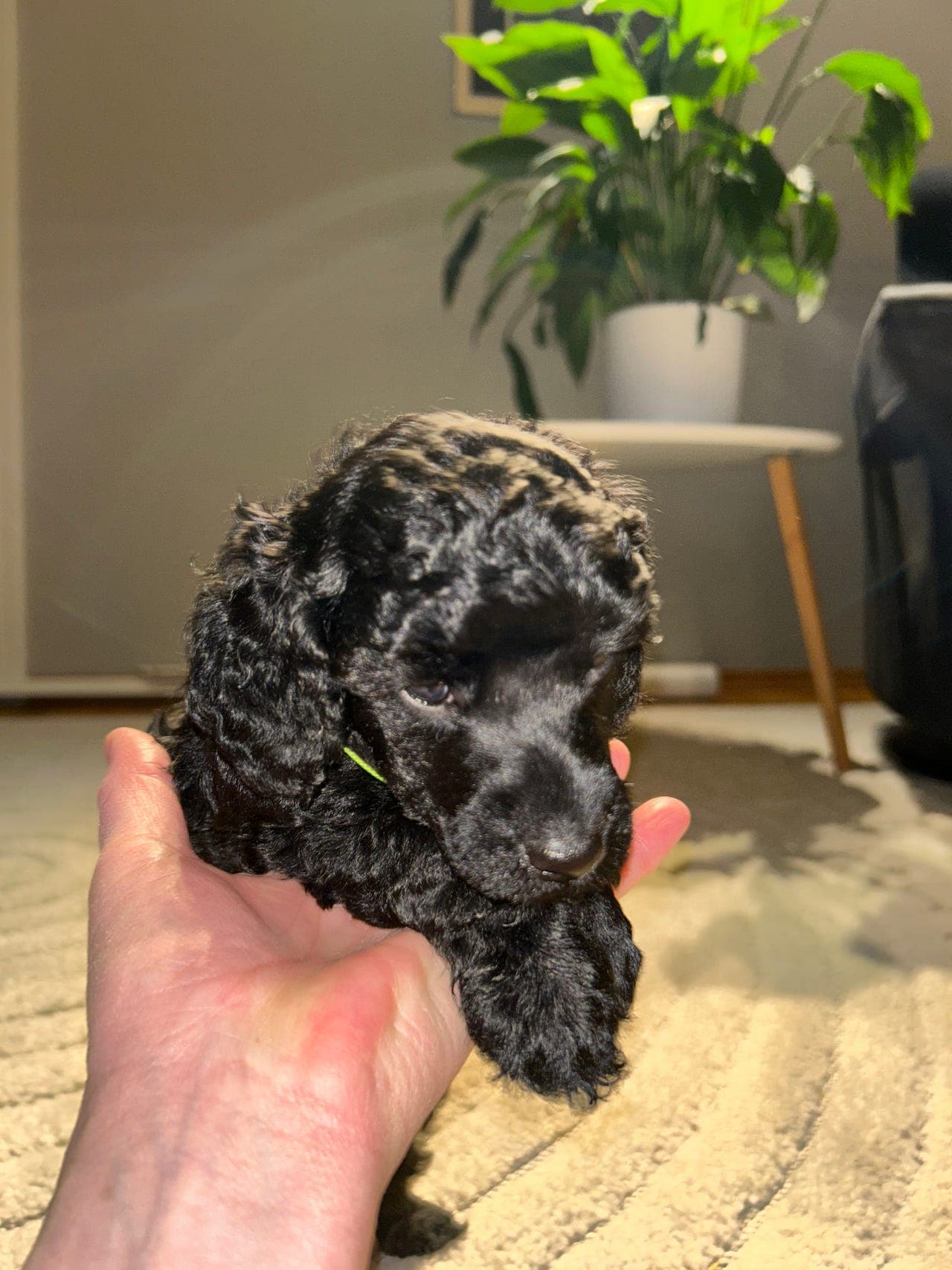 Ny bestevenn til jul?