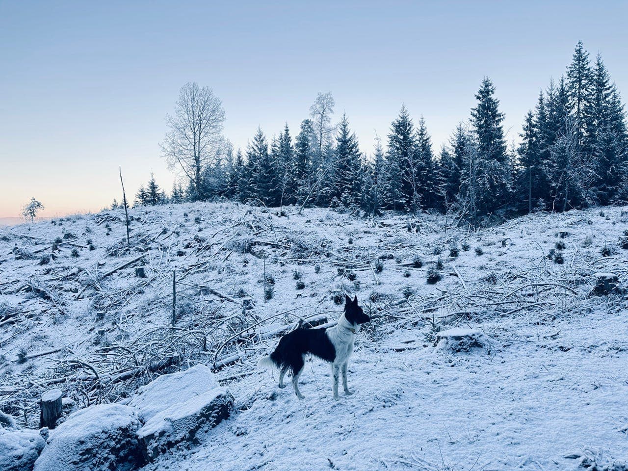 En kjaer, leken og lydig venn søker sitt for alltid hjem