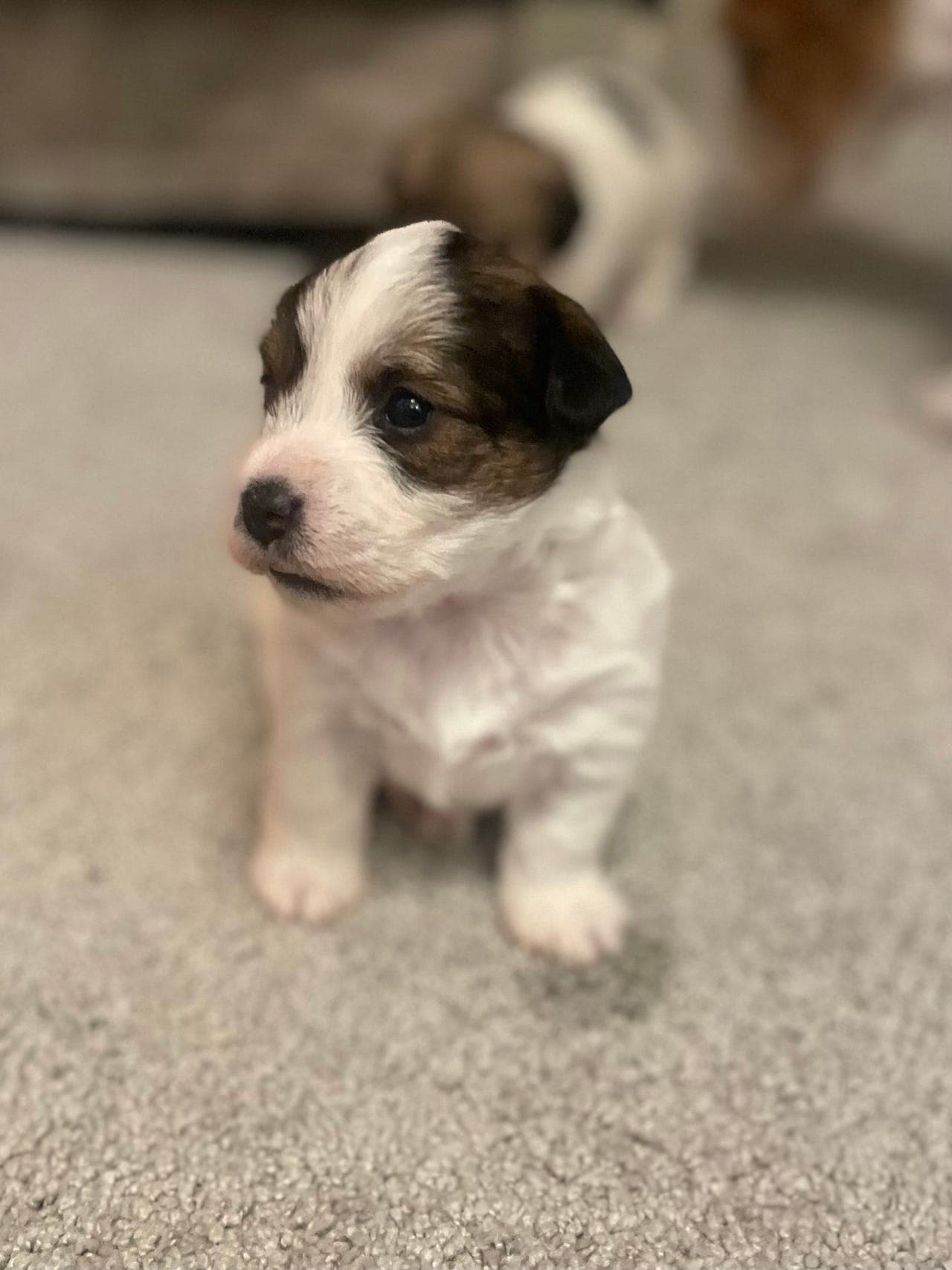 Jack Russell Terrier