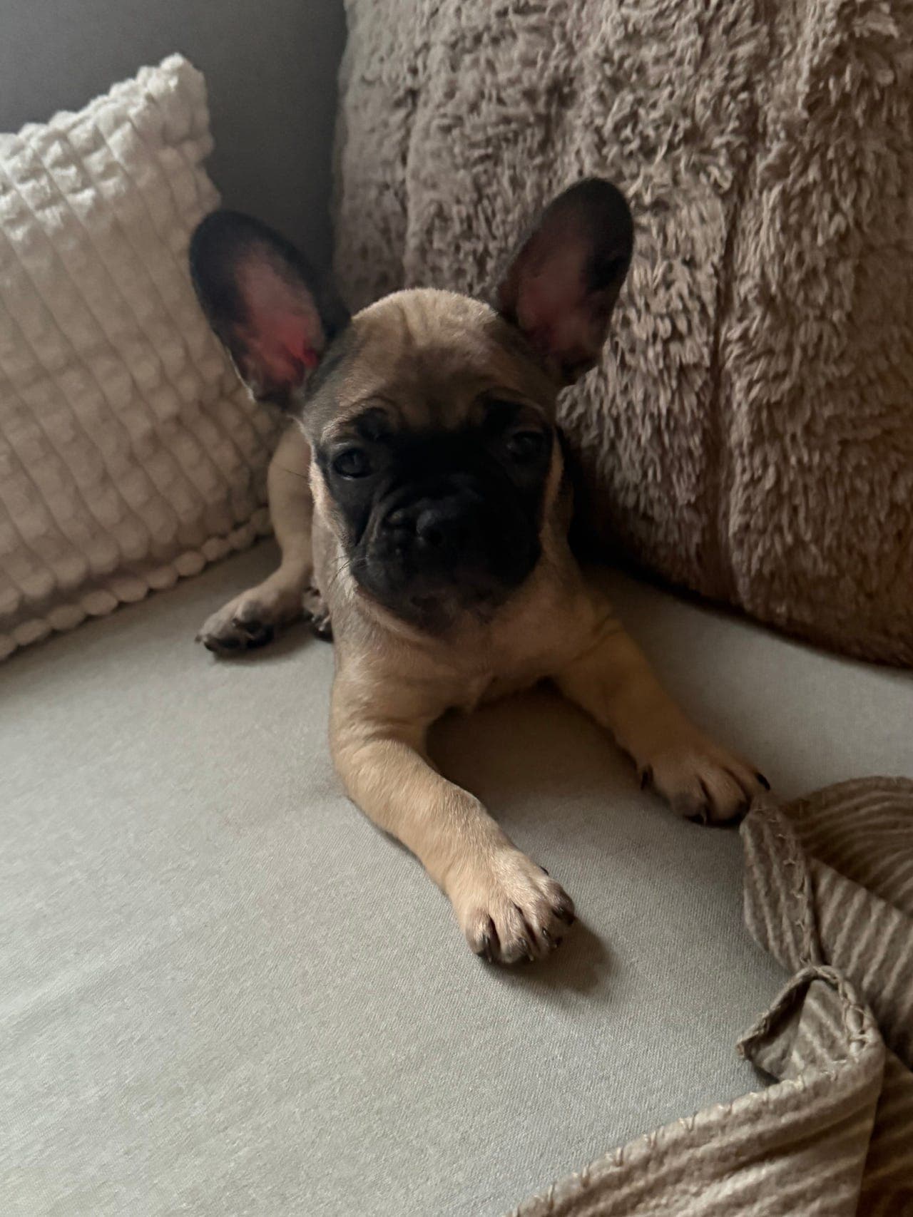 Fransk Bulldog valp vurderes solgt