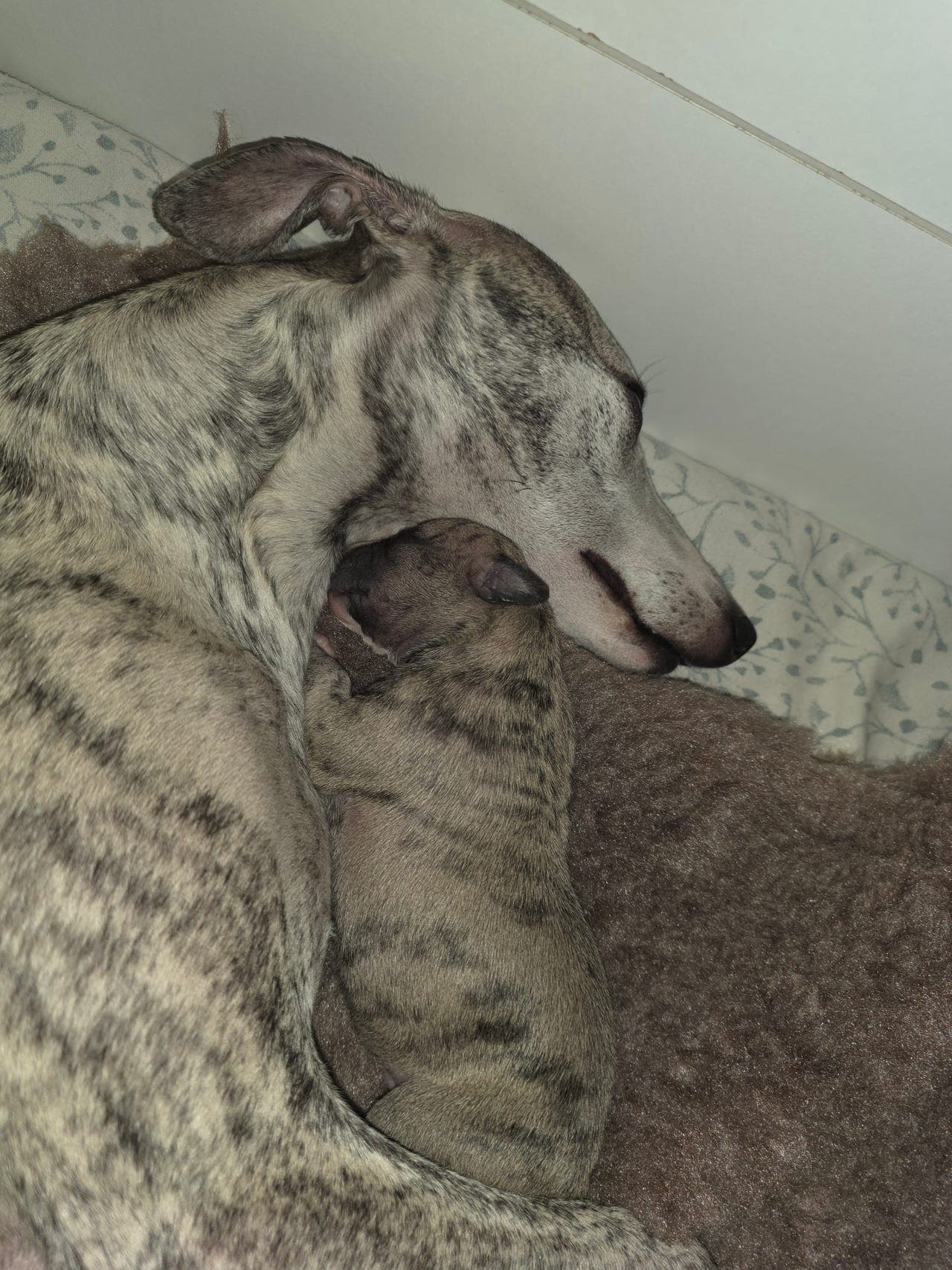 Nydelig Whippet gutt.