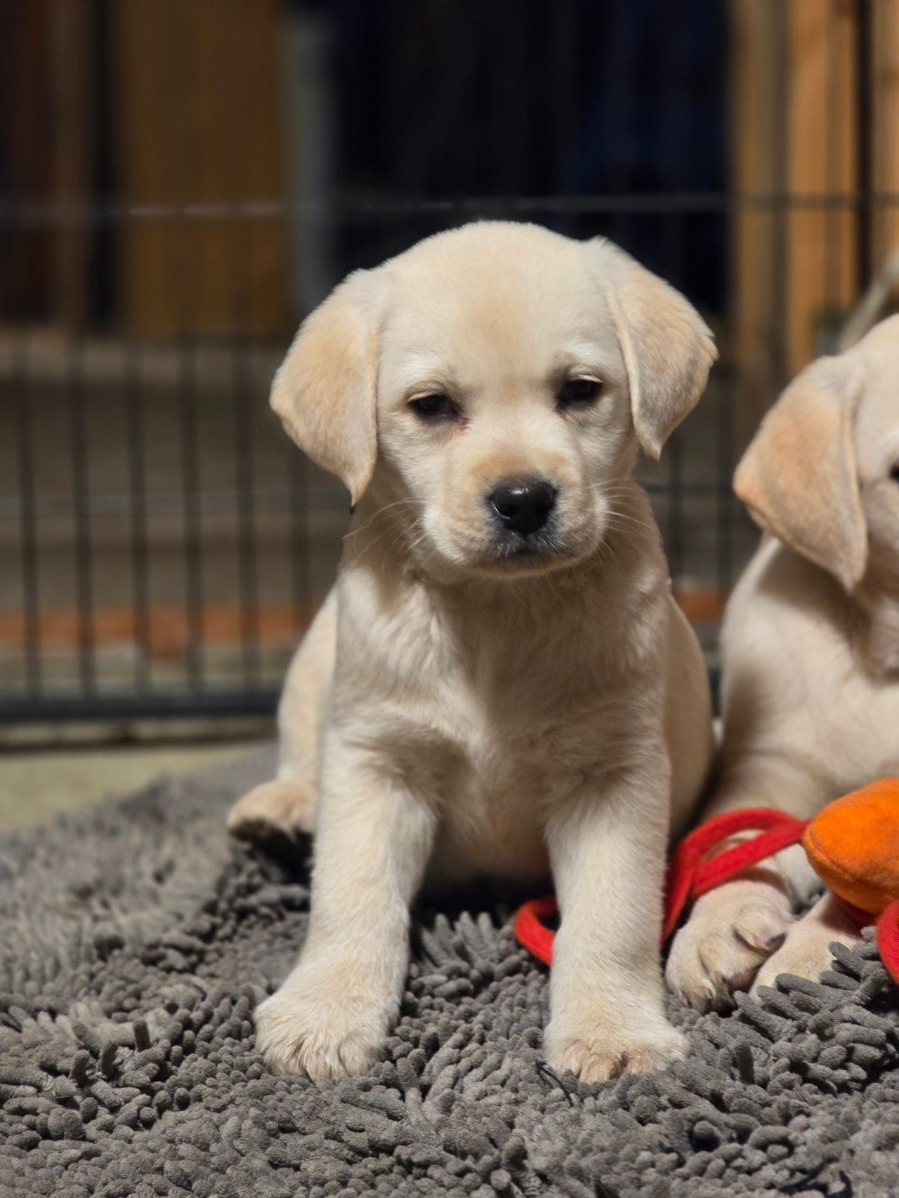 Labrador Retriever valper, leveringsklare