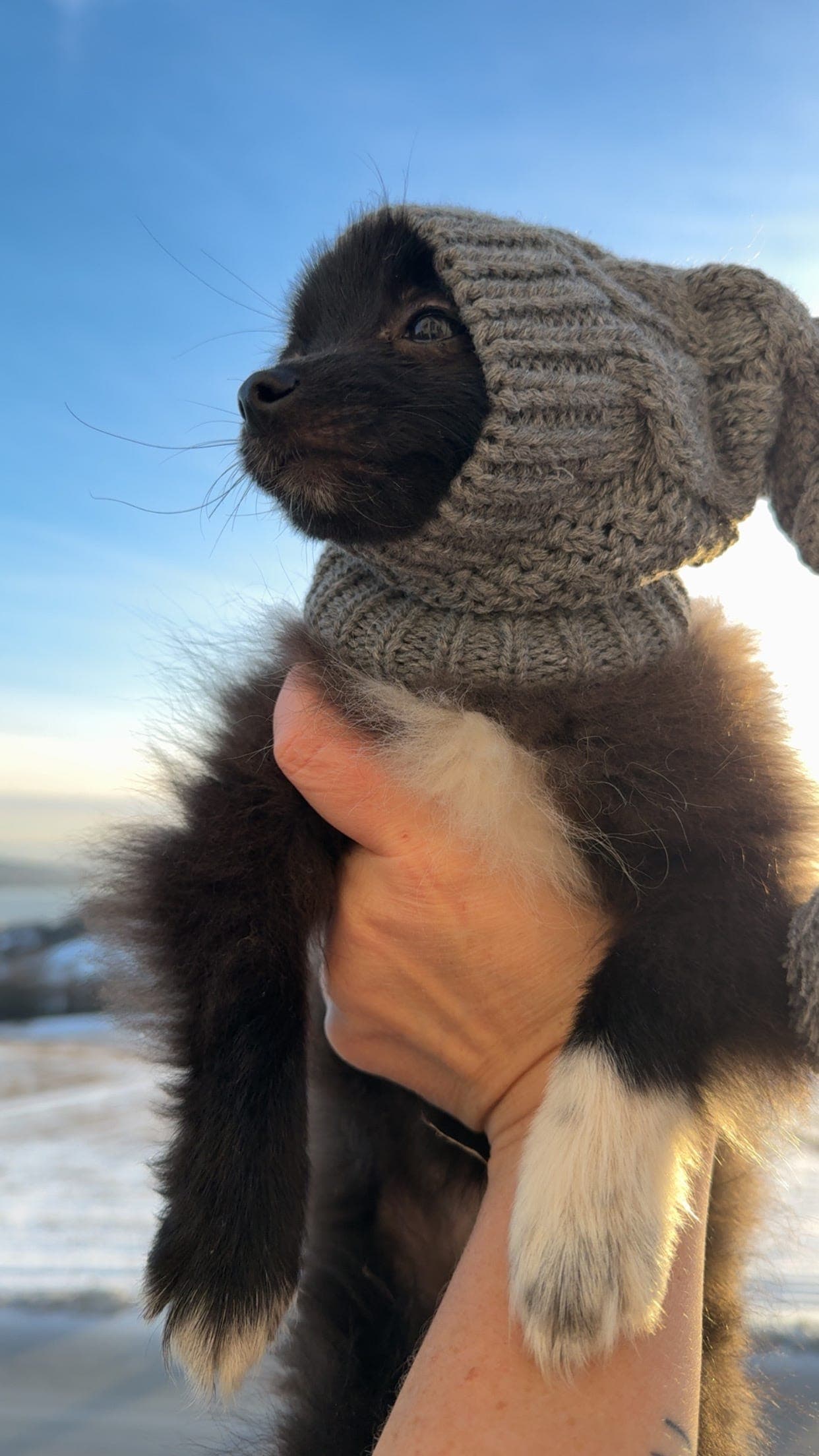 Pomeranian valp til salg ❤️