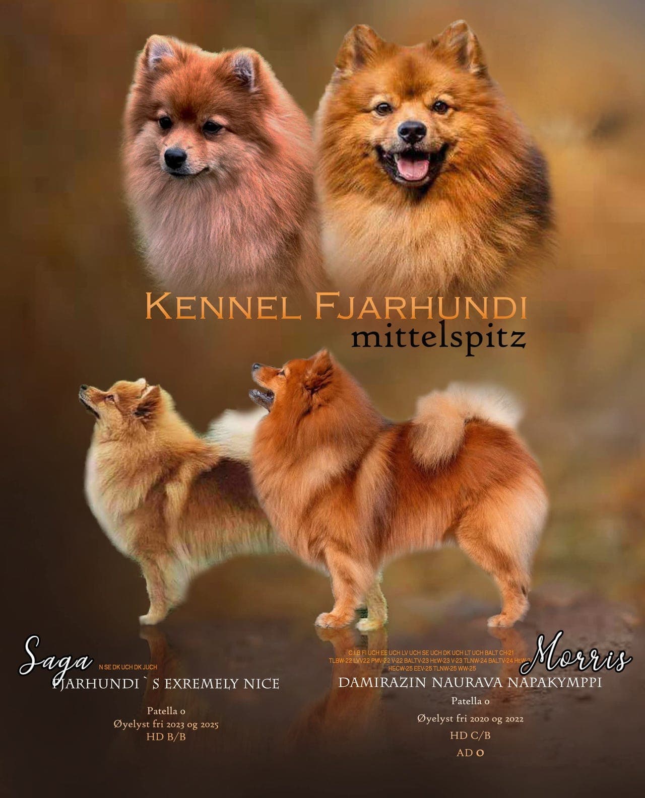 Fôrvert Mittelspitz hanhund