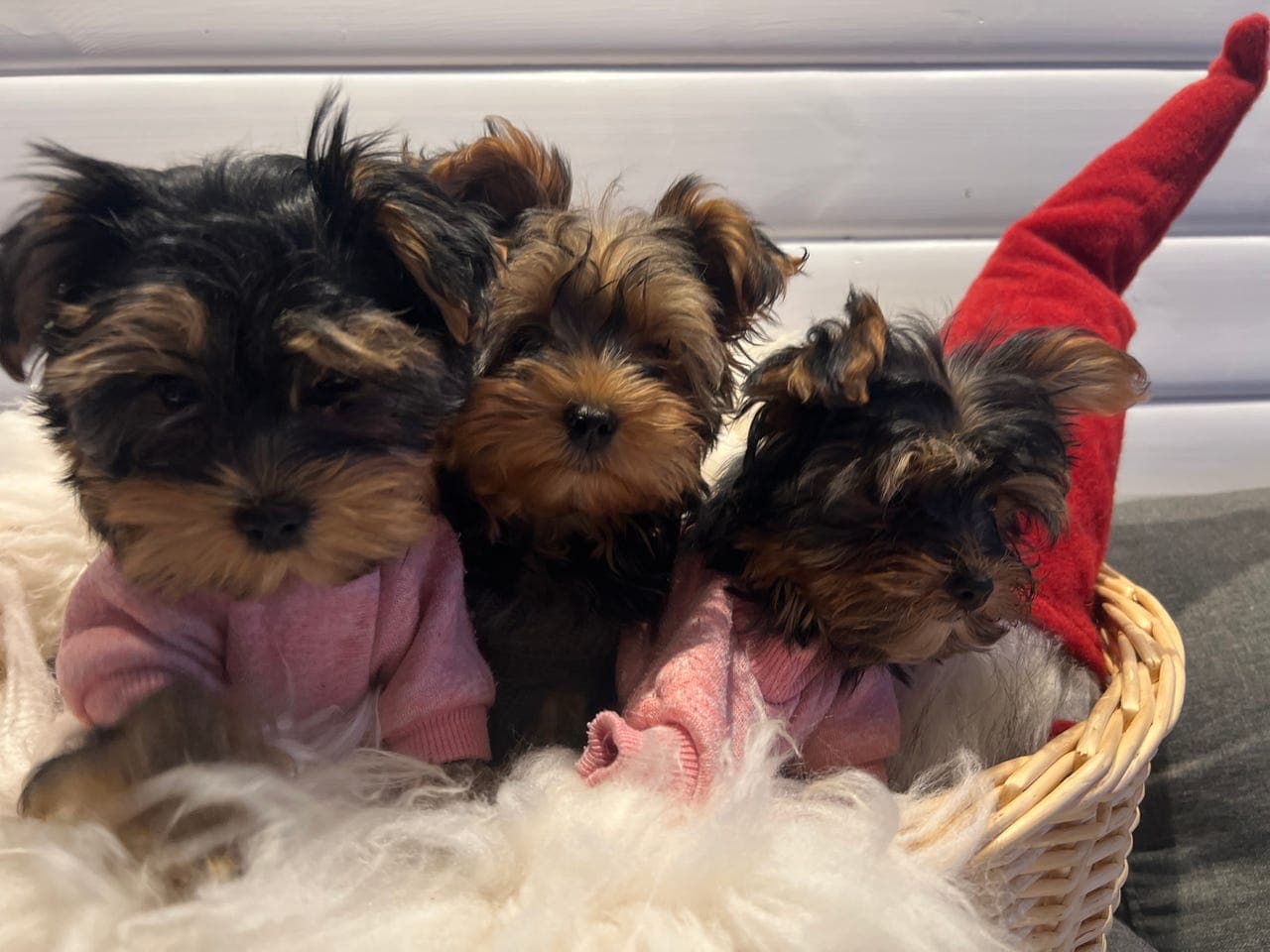 Yorkshire Terrier – 3 nydelige tisper – MINI linjer – klare for nye hjem!