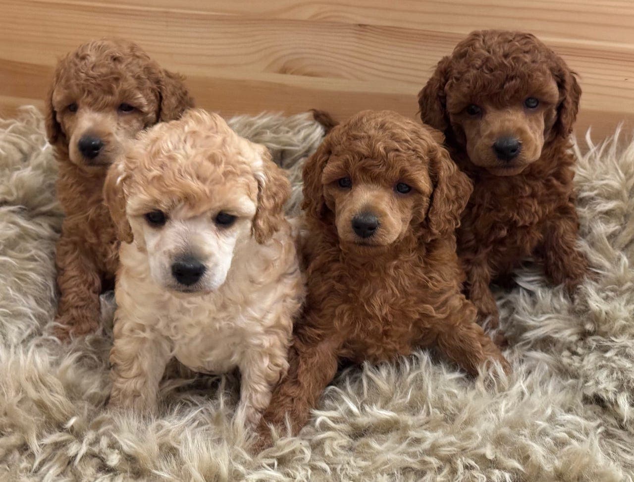 Nydelige dvergpuddel valper