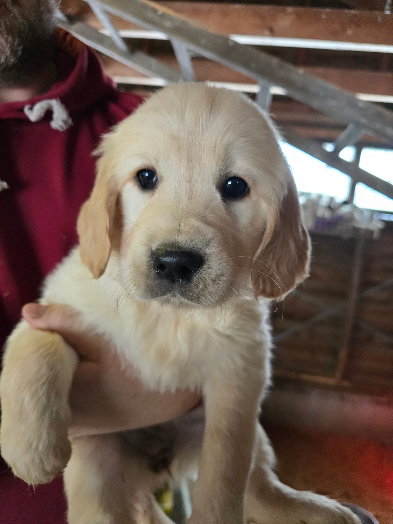 Golden retriever valper