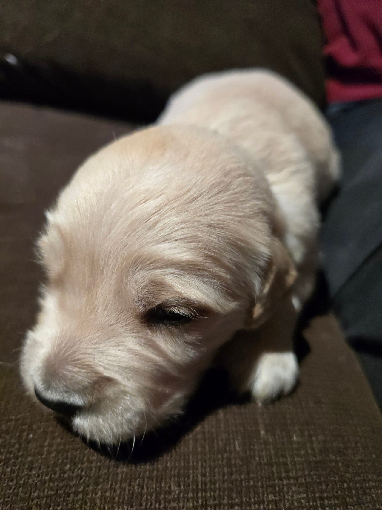 Golden retriever valper