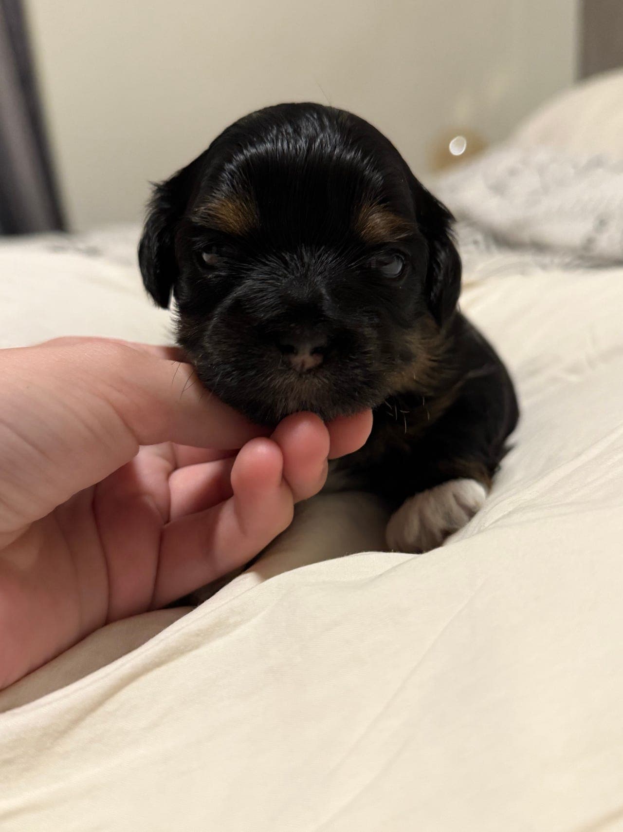 Lhasa apso valper -NKK registrerte