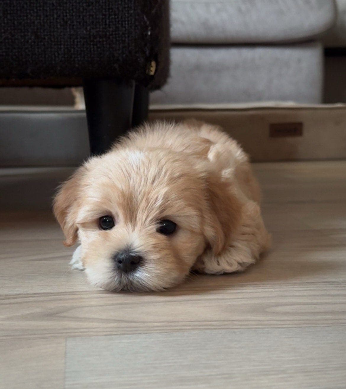 Nydelige Bichon Havanais valper til salgs