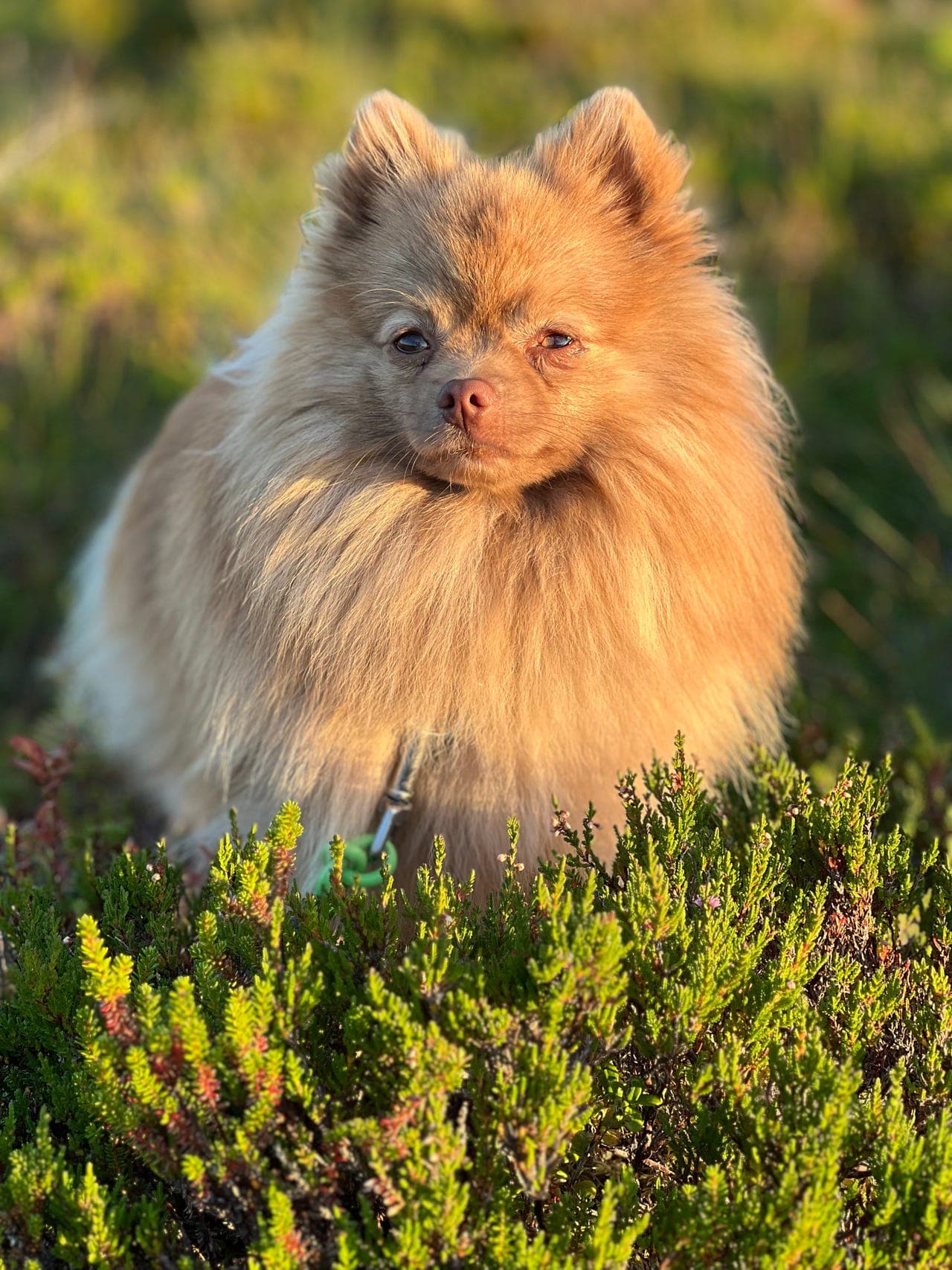 Kleinspitz hannhund søker Forvert