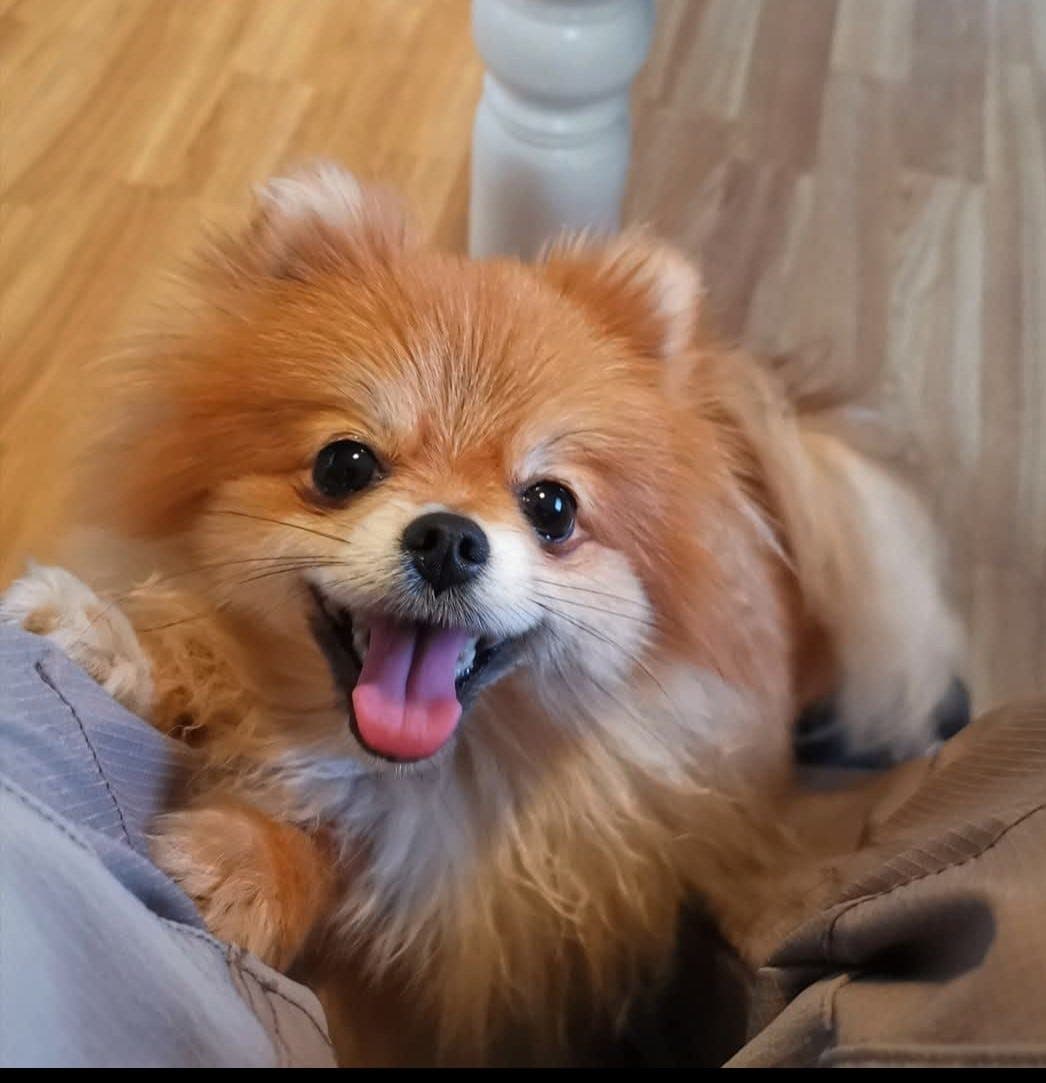 Muffin søker sitt foralltid hjem