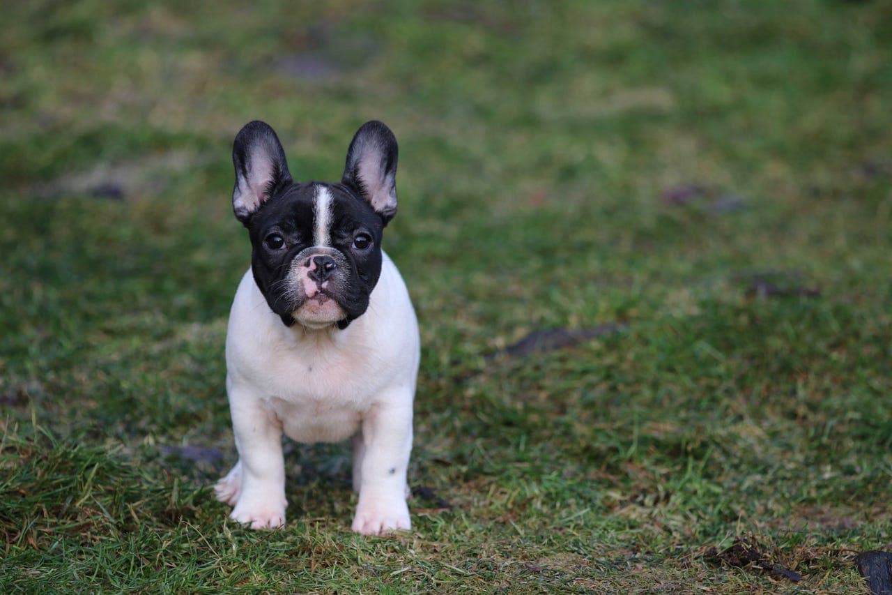 Fransk bulldog hannvalper 15 uker