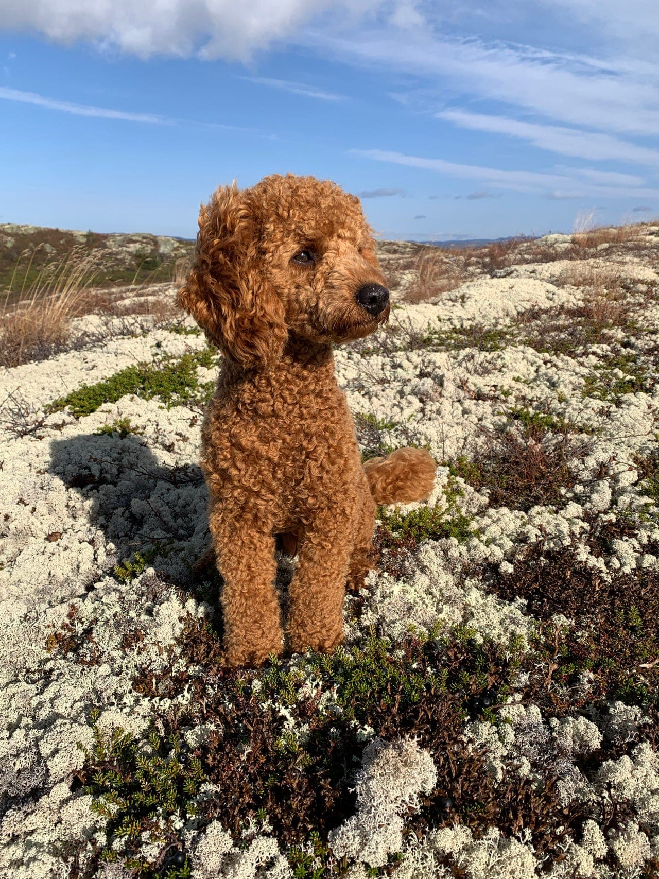 Dvergpuddel gutt søker nytt hjem