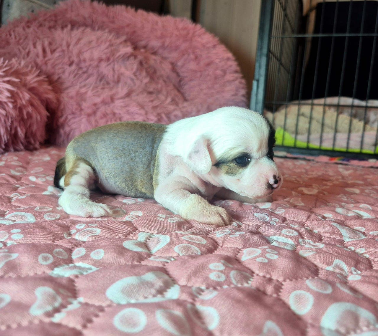 🩷 Chinese crested valp - Jente 🩷