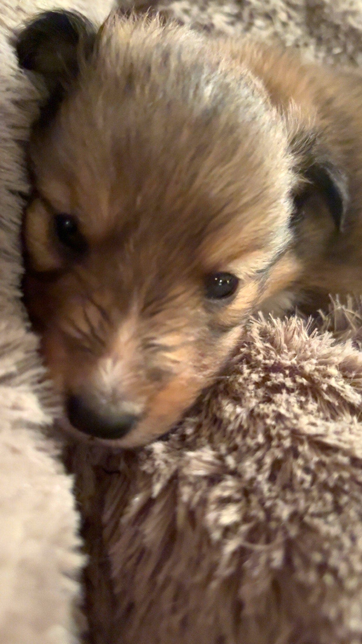 Shetland sheepdog valper