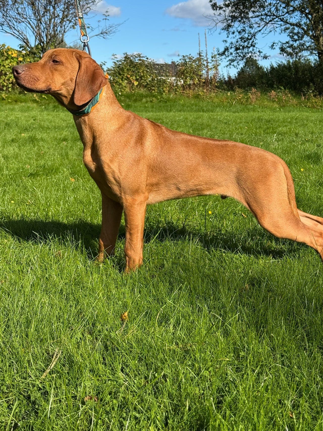 Kjærlige Rhodesian Ridgeback, 7 måneder gamle valper søker trygge og varige hjem