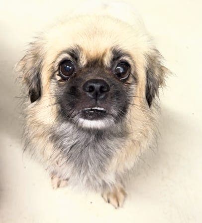 Adopter Lucky: rolig, trygg og lojal tibbe (fra 2SaveMe)