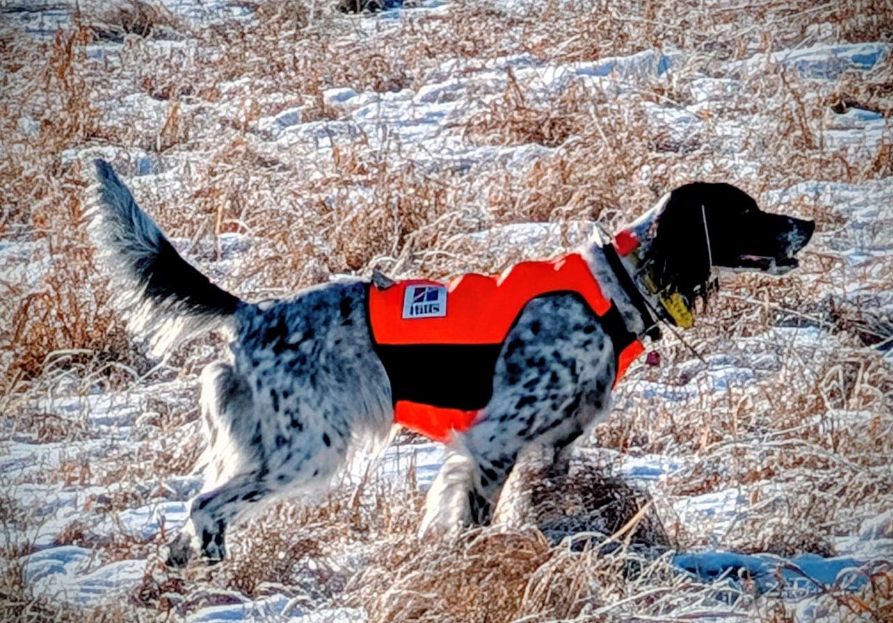 Engelsk Setter tispe