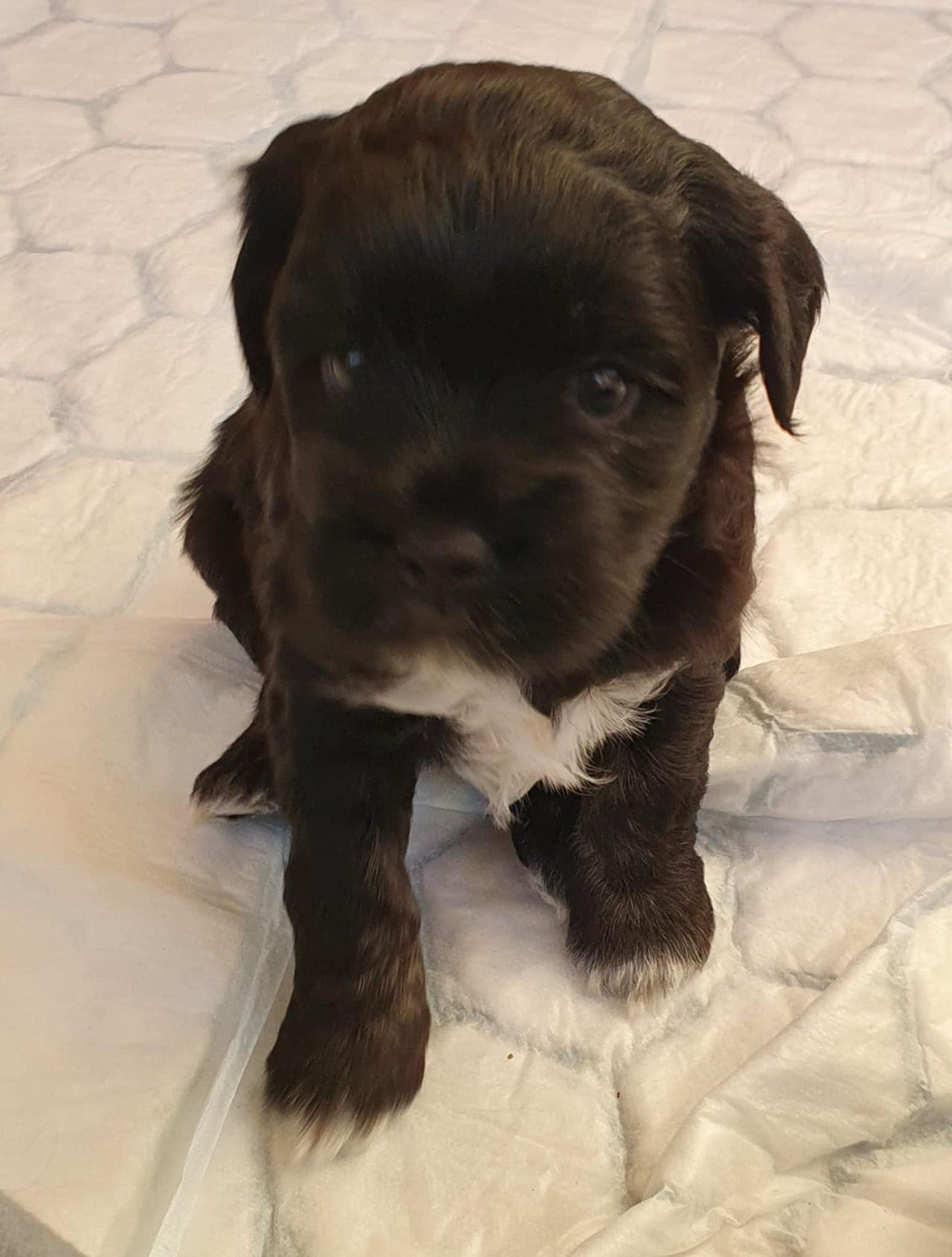 Valp tibetansk terrier