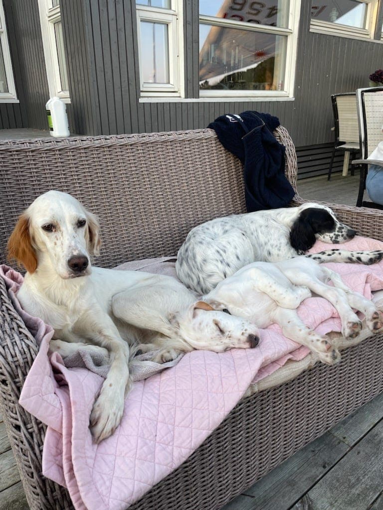 Engelsk setter valper