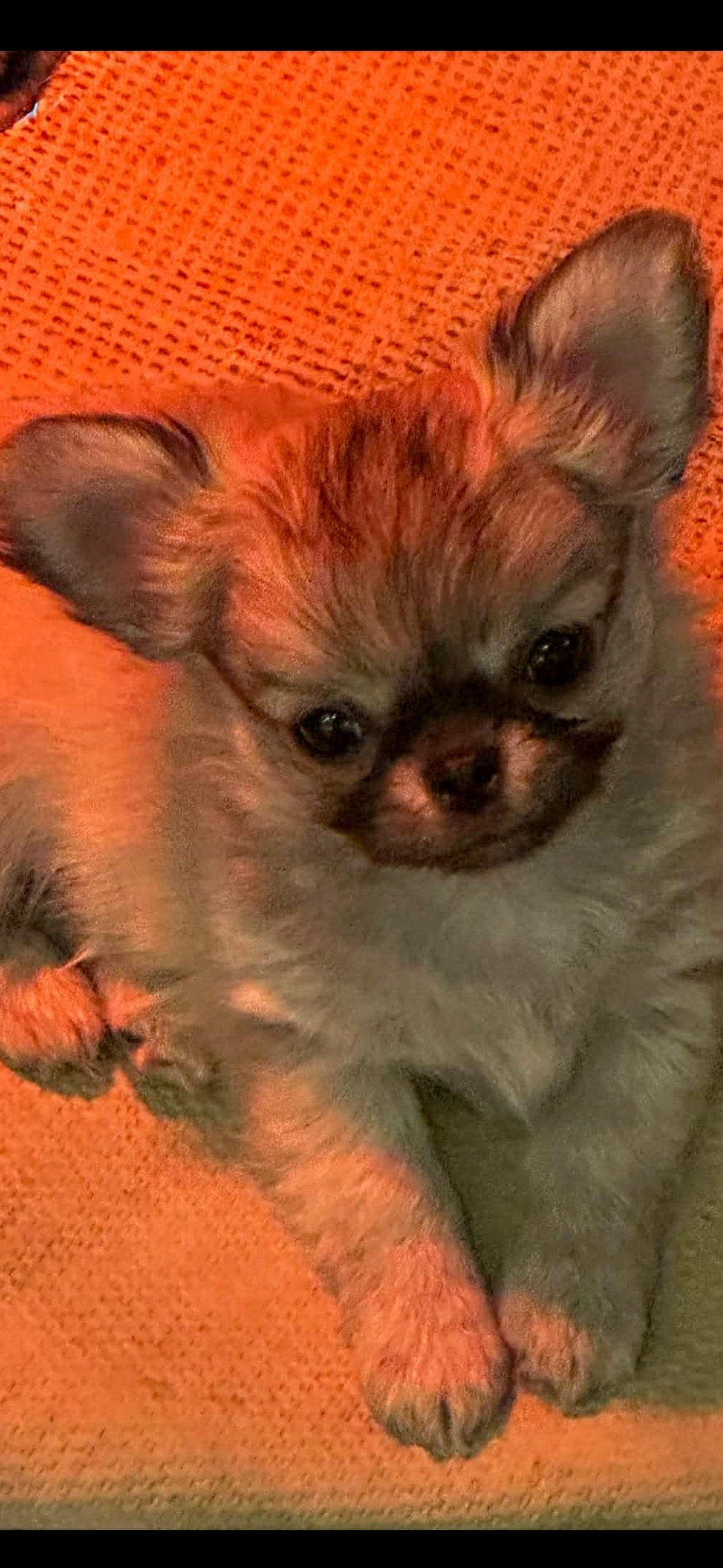 Chihuahua hannvalp registrert i Nkk