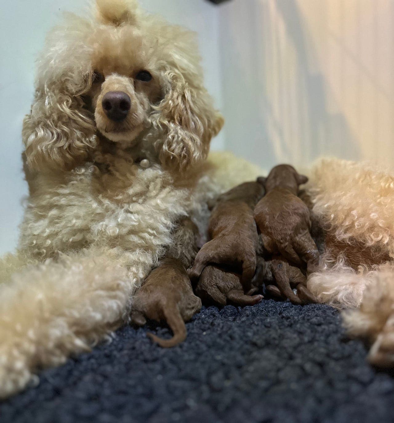 mellompuddel / dvergpuddel nkk reg.