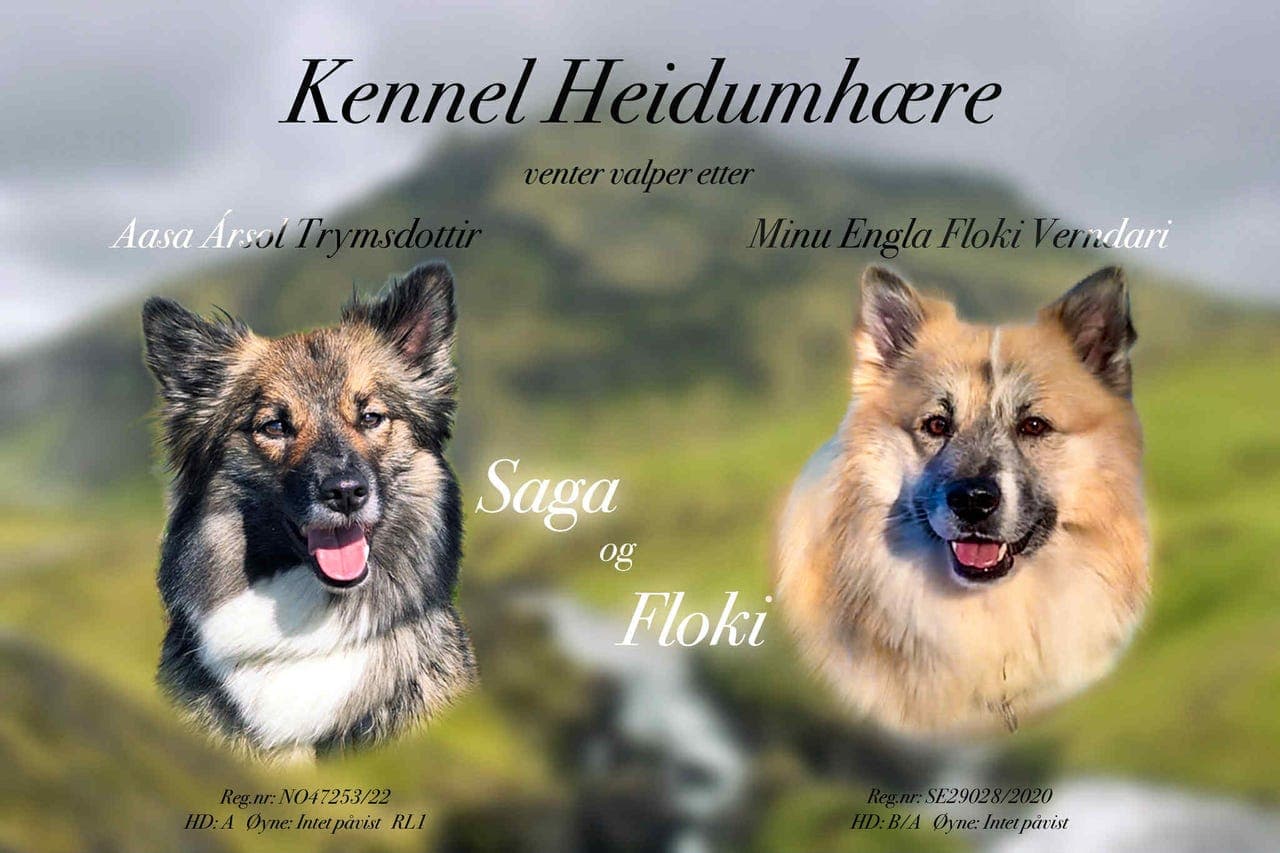 Islandsk fårehund