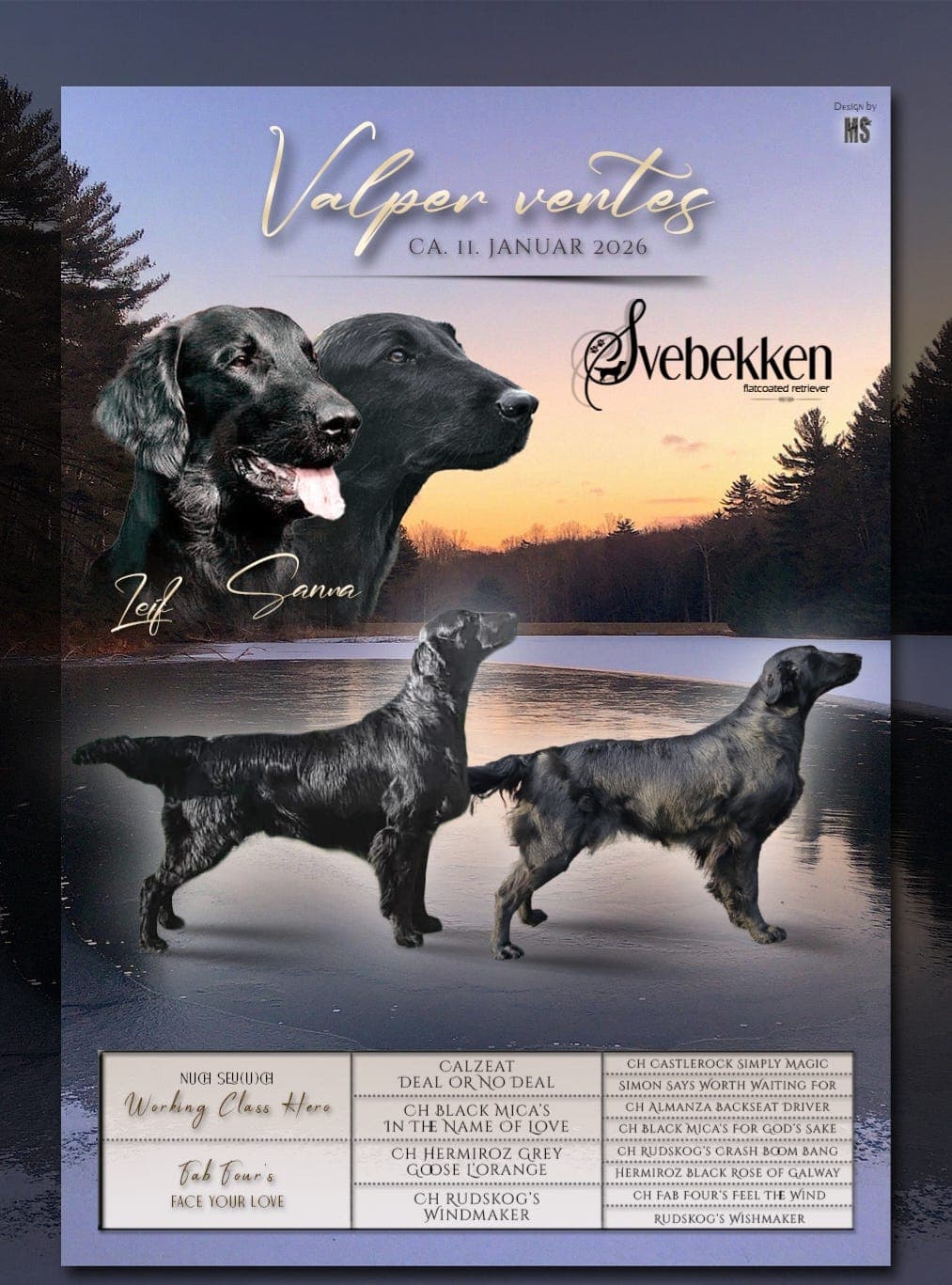 Flatcoated retriever valper