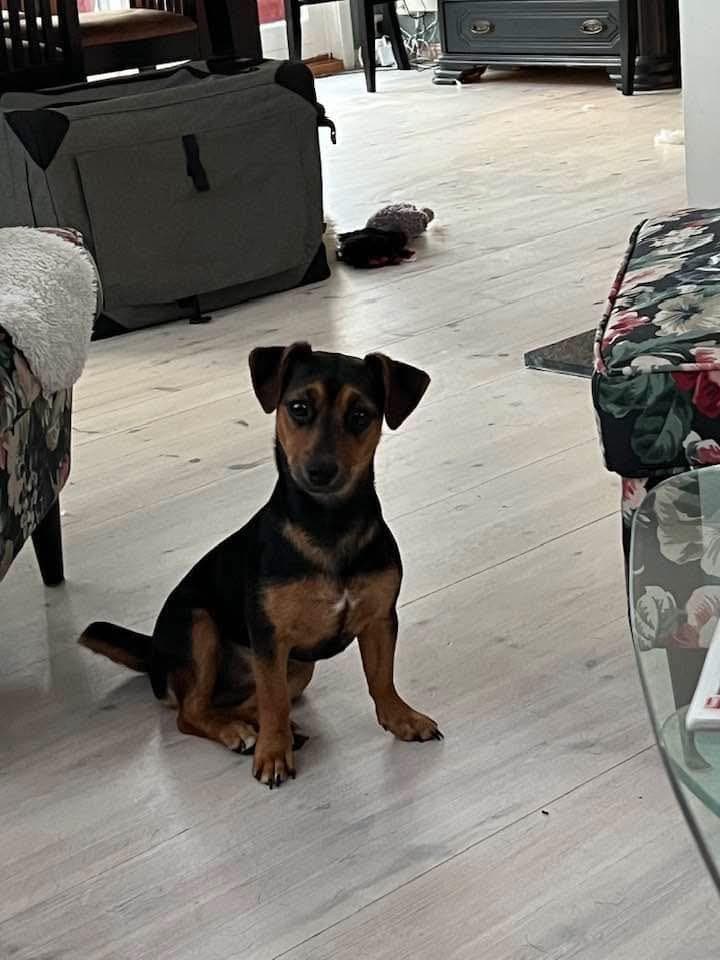 Jack Russel valper til salgs - leveringsklare til vinterferien 2026 (uke 8-9)