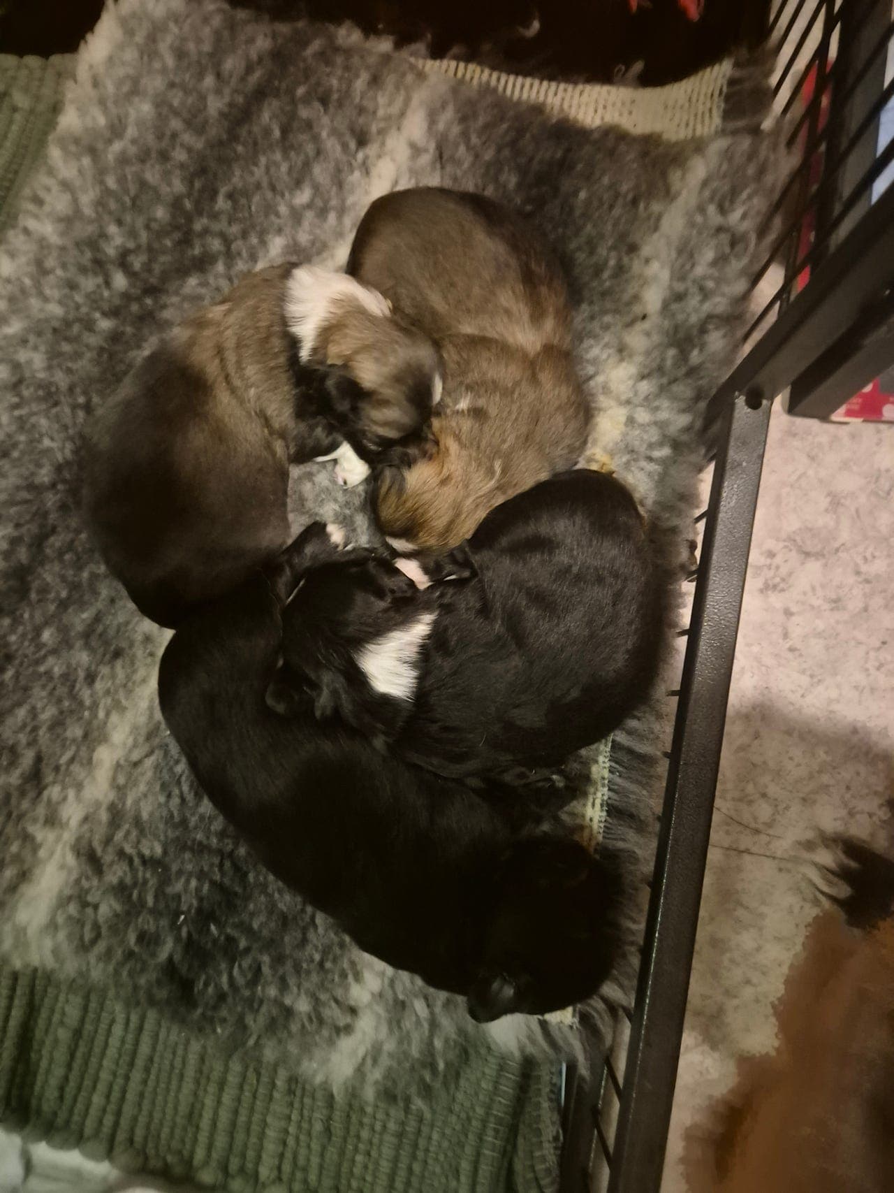 TIBETANSK SPANIEL🐾