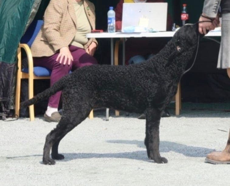 Curly coated retriever valper ventes hos seriøs oppdretter.