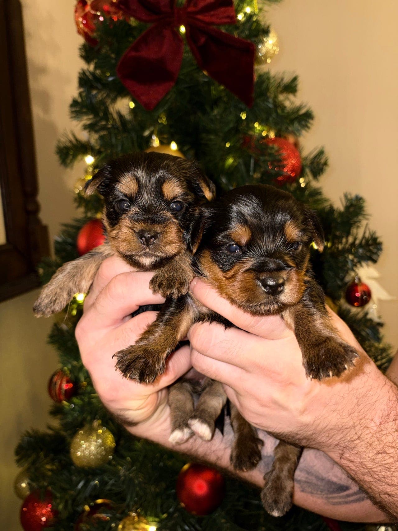 Yorkshire Terrier valper til salgs!