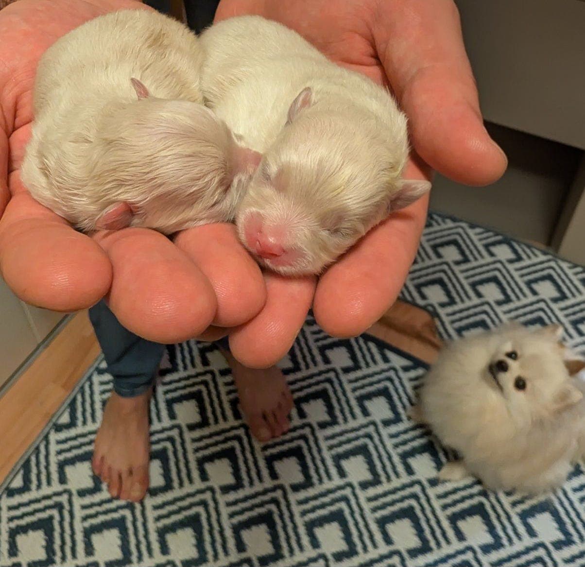 Pomeranian valper til salgs 🐶