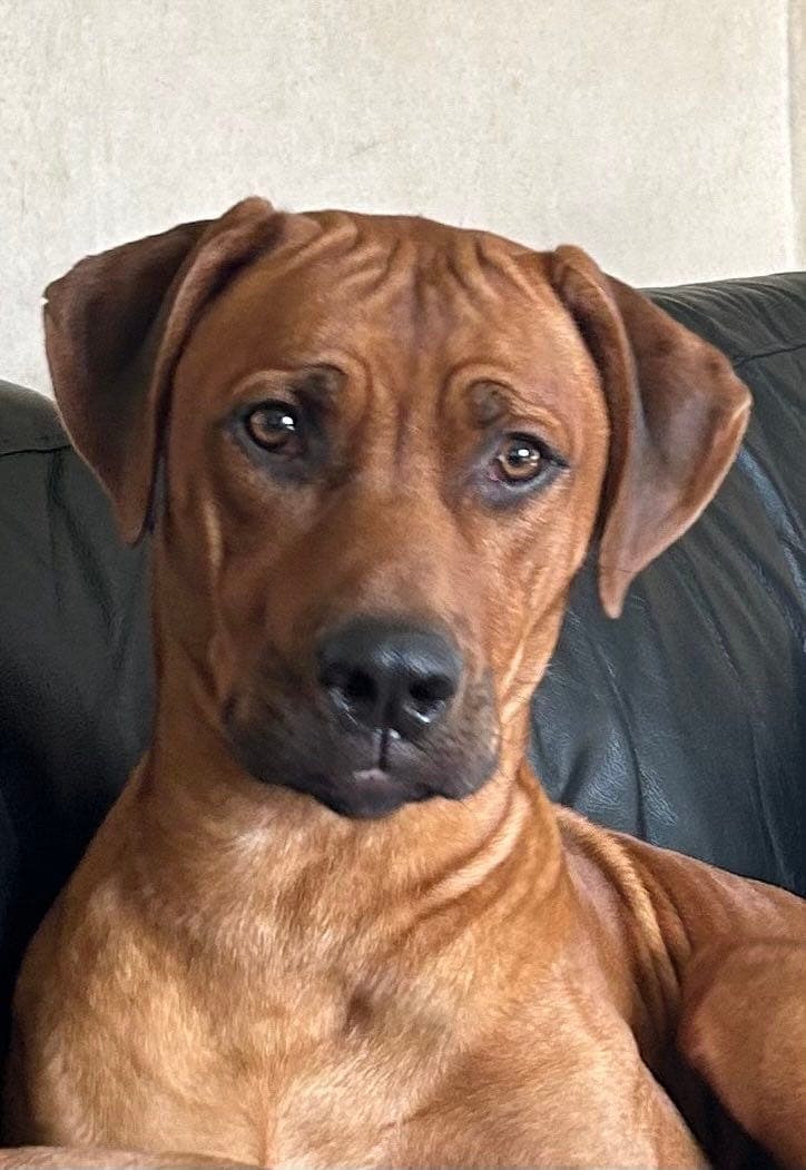 Rhodesian ridgeback selges
