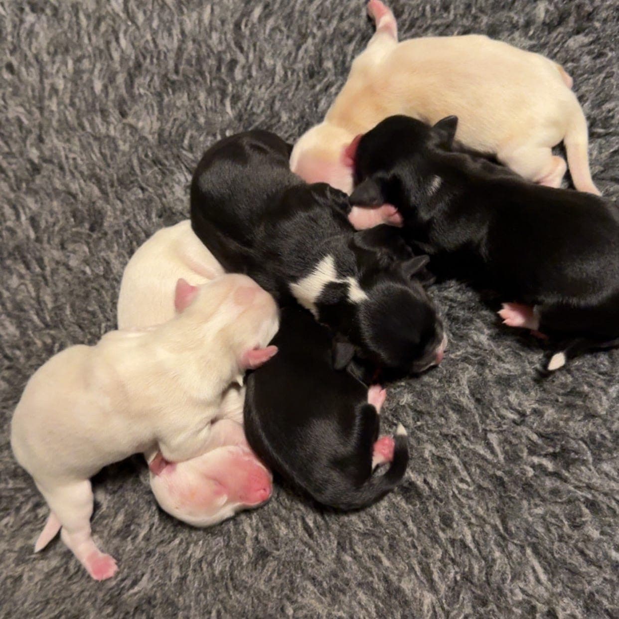 NKK-registrert Bichon Havanais