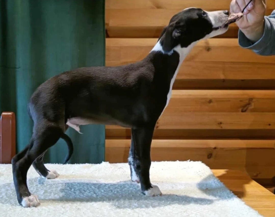 Redusert pris - 2 ledige whippet valper