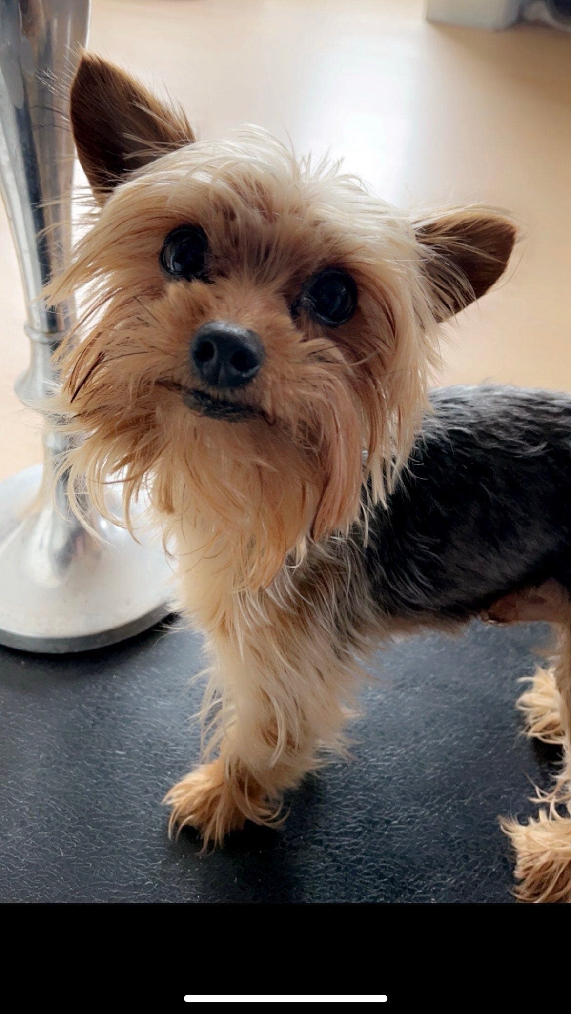Yorkshire terrier søker nytt hjem